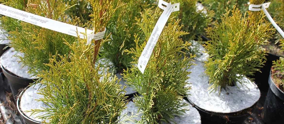 Produttore di dischi per vasi